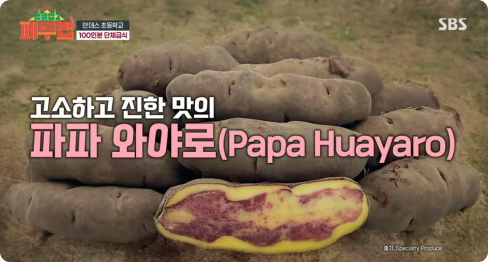파파 와야로