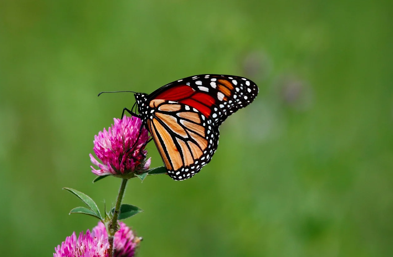 광복절 나비부인 KBS 방영논란