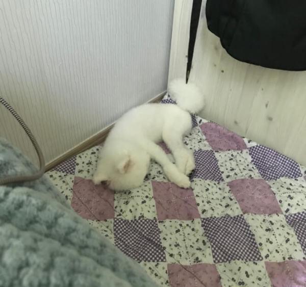 움키린_강아지