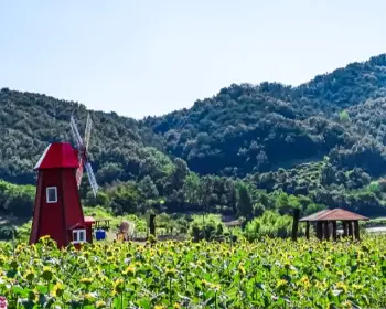강주 해바라기 축제_19