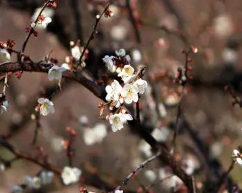 광양 매화축제_8
