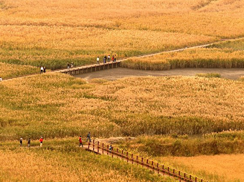 순천만습지 갈대밭