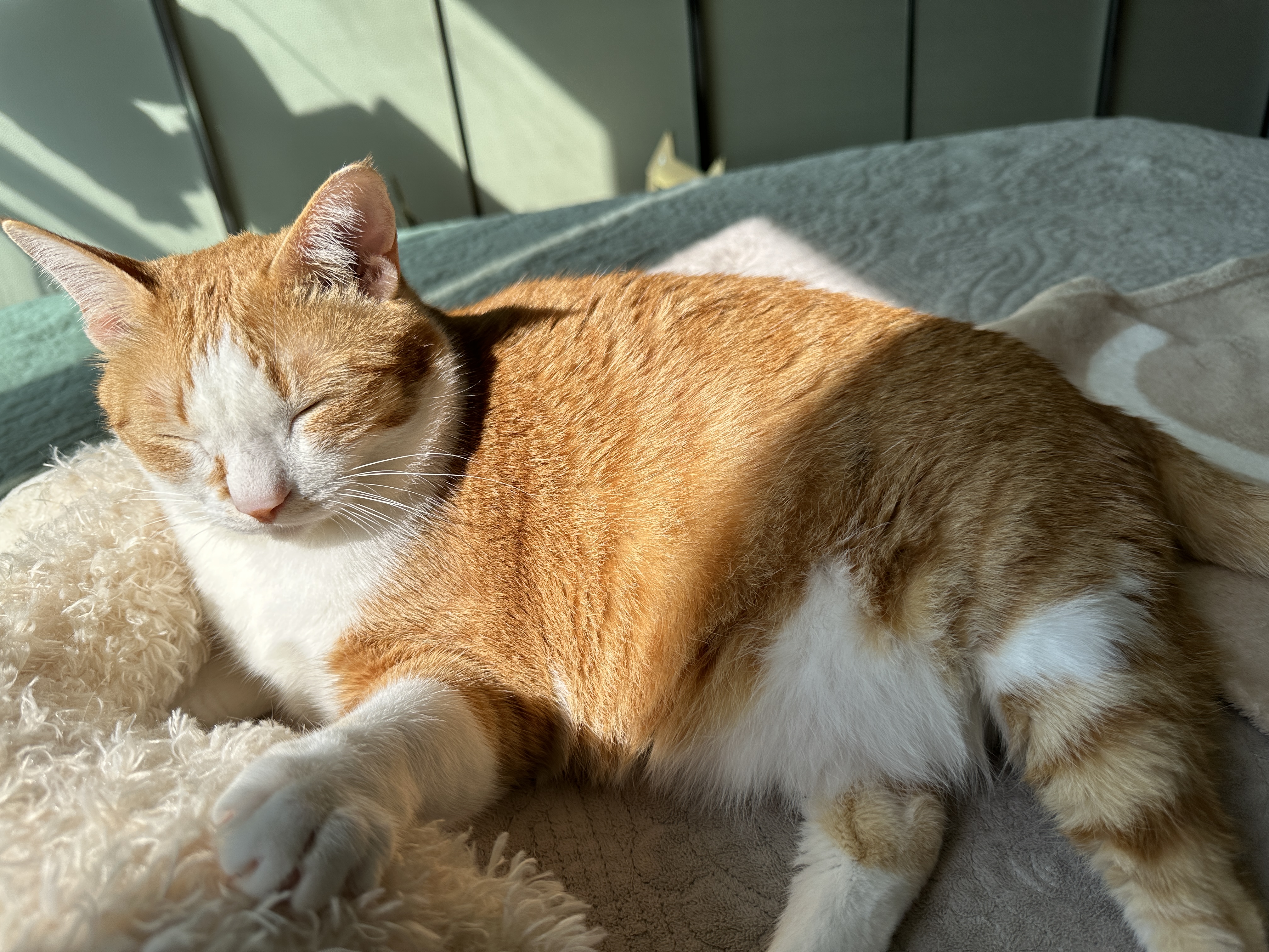 다시_금방_눈을_감아버린_호야