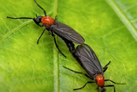 러브버그-익충-러브버그가-짝짓기를-하고-있는-모습