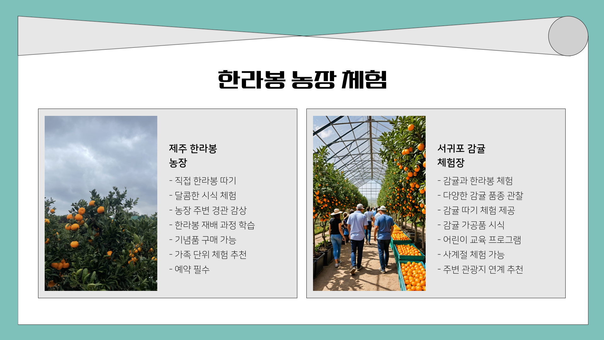 3월 제주도 가볼 만한 곳 10곳! 벚꽃, 유채꽃, 드라이브까지 완벽한 여행