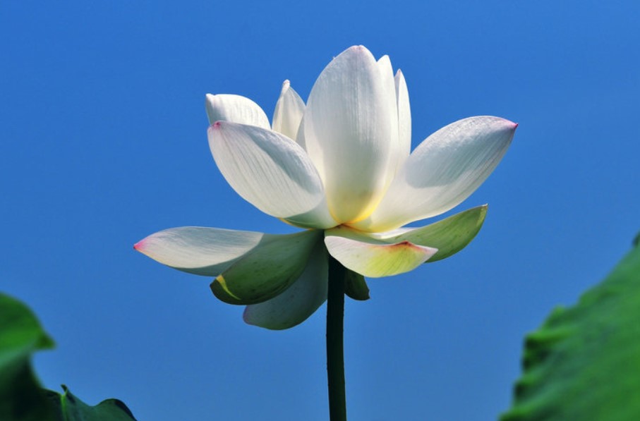 회산백련지-무안연꽃축제