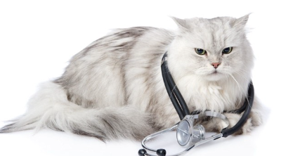 청진기와 고양이.