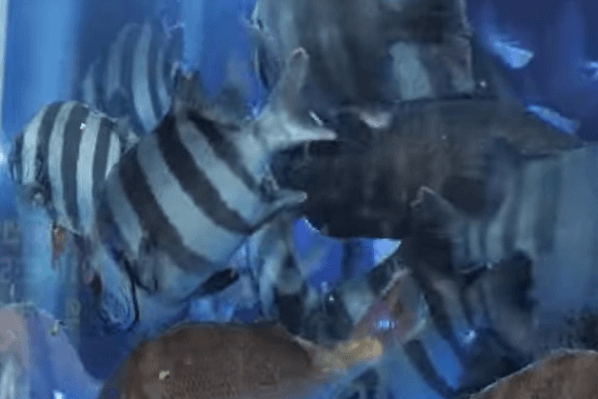 수산물 시장 수조에 진열된 돌돔