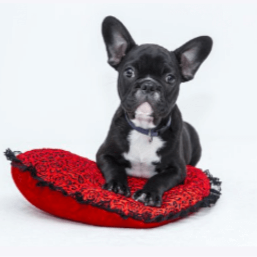 개 꿈 해몽 풀이