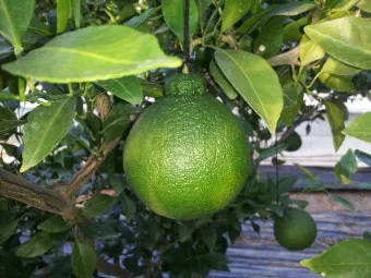 청귤 재배 어린 열매 솎기 착색 관리 저장 팁_5