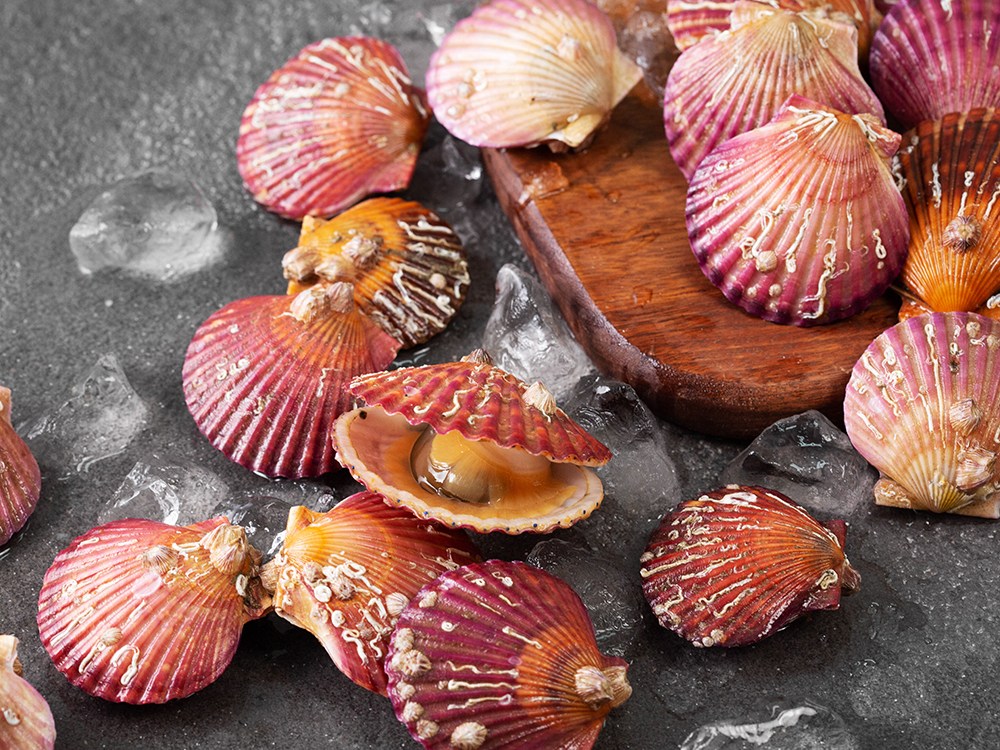 6시내고향 전남 고흥 홍가리비 파는 곳 전국 택배 온라인 전화 주문 추천