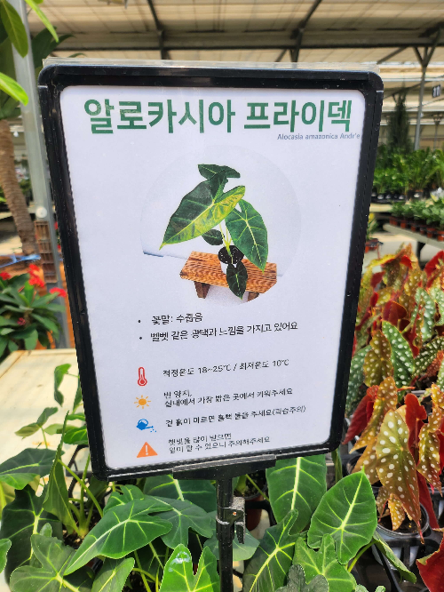 알로카시아