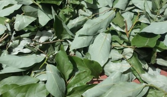 감태나무의 모습