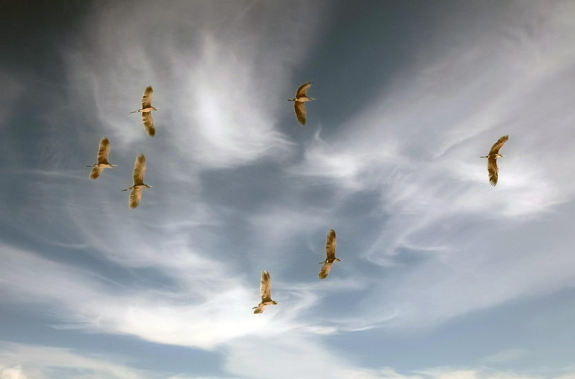 미국 이민자 관련 이미지