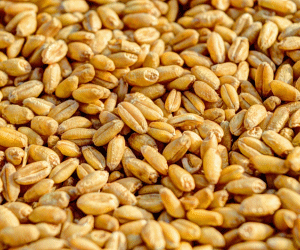 카무트라는 고대곡물