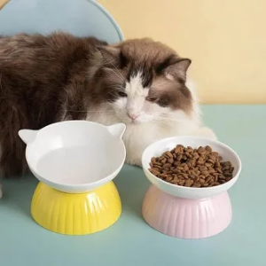 "고양이
