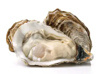 통영굴 직거래 가격, 효능 및 영양성분 부작용