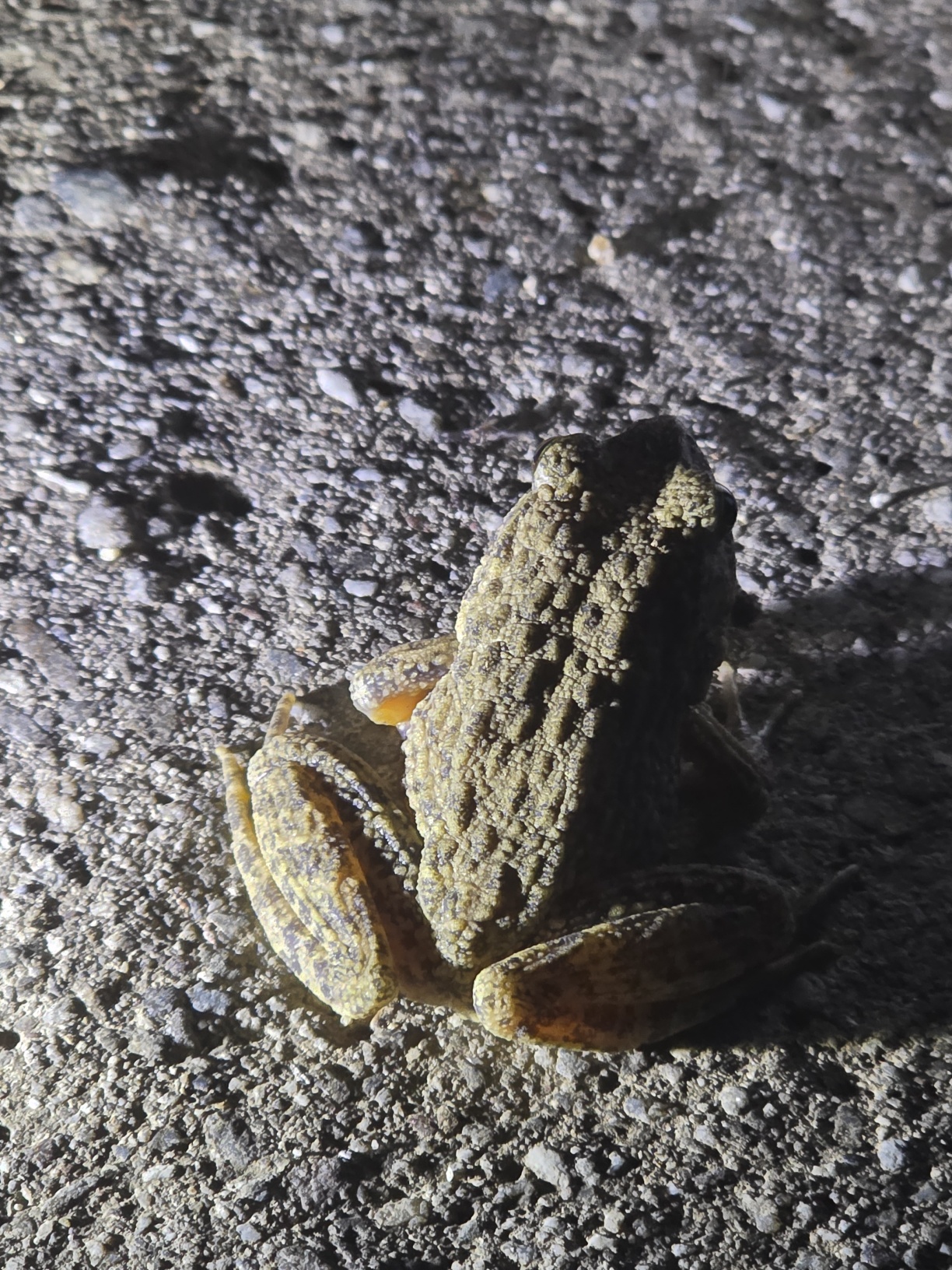 참개구리 전신 사진