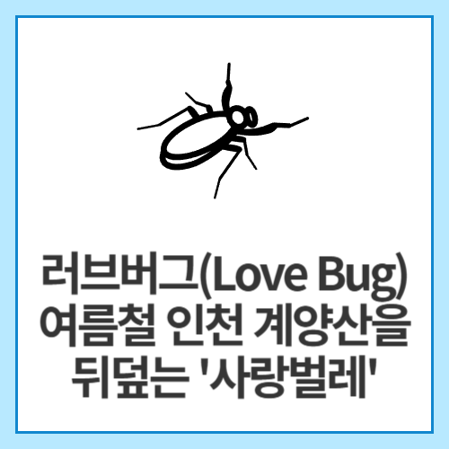 러브버그(Love Bug)-여름철-인천-계양산을-뒤덮는-'사랑벌레'