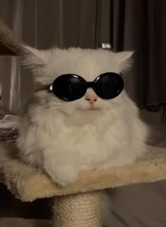 하얀-고양이가-검은-썬그라스를-끼고-멋있게-앉아있는-모습