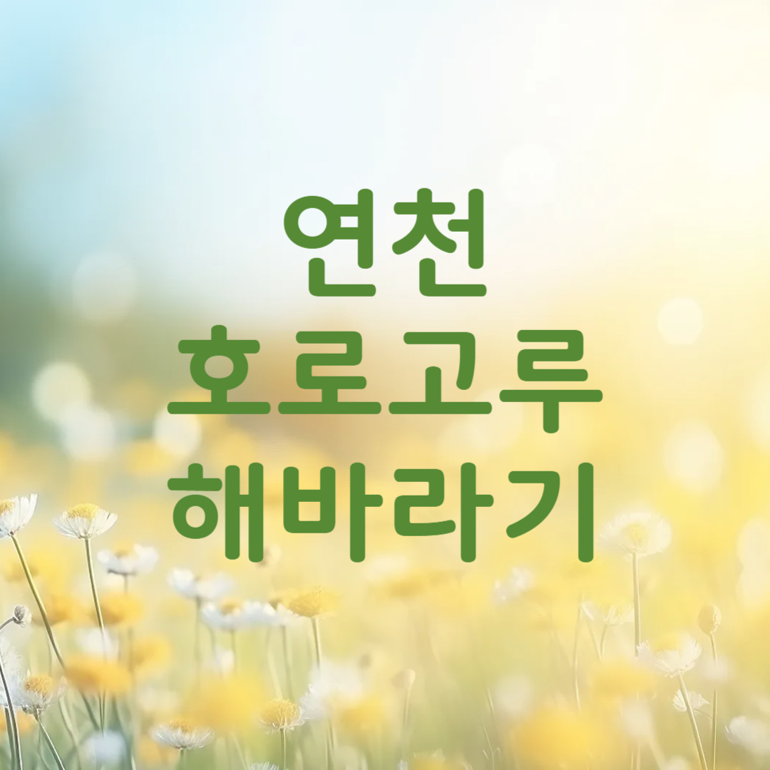 연천 호로고루 해바라기