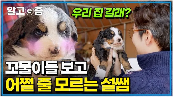 행복한 반려견 맞이하기 나에게 맞는 강아지 선택 가이드_7