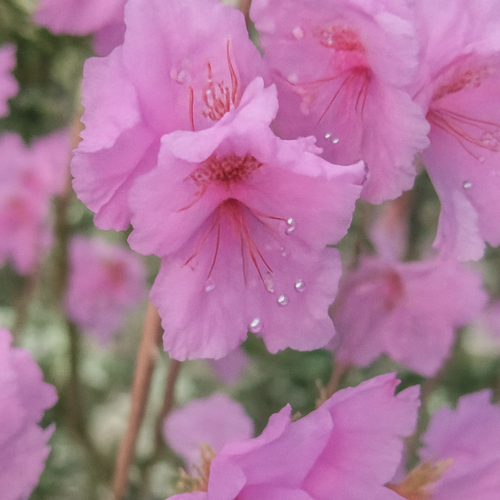 진달래 효능 부작용 총정리 진달래꽃차 만드는 법3