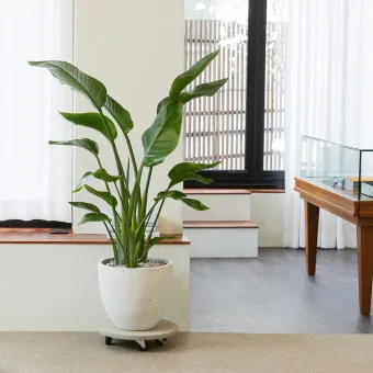 침실 식물 추천 공기정화기능 물주기 관리 향기 숙면 도움 되는 종류_6