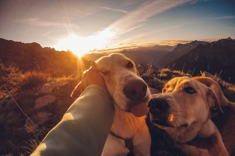 반려동물과 함께하는 힐링 여행