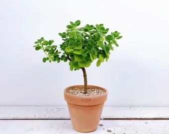 실내허브 키우기 물주기 광량관리 병해충예방 주방에서도 손쉽게_6