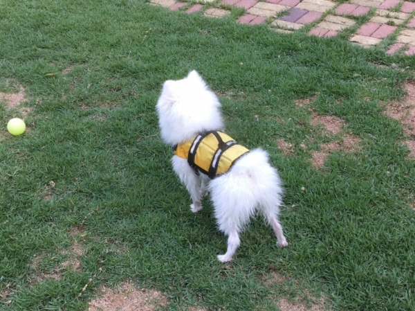 강아지_구명조끼