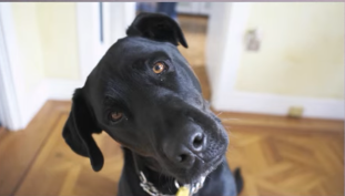 강아지 경련 발작 갸우뚱