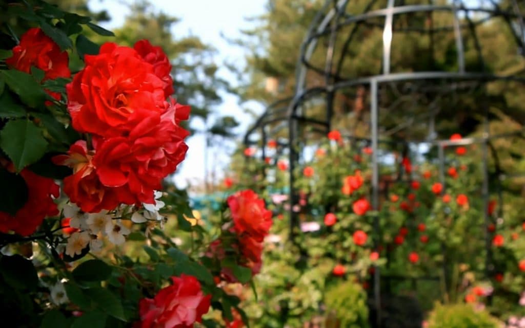 원예예술촌 HOUSE N GARDEN &ndash; 꿈이 현실이 된 정원 마을