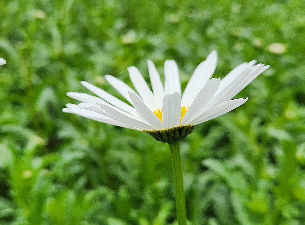 샤스타데이지 Shasta daisy