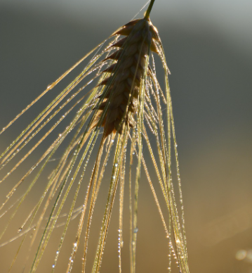 맥주효모의 탈모효과에 대한 유래