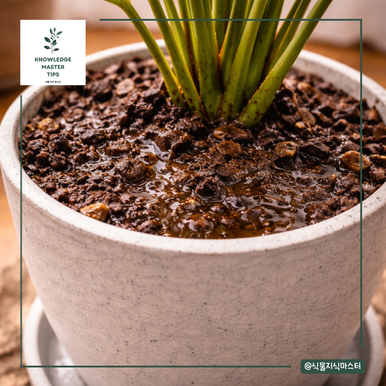 흙 상태 점검이 진짜 핵심이에요