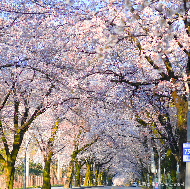 속초대포동 주민센터 벚꽃길