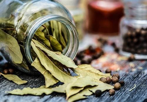 월계수잎 차 끓이는 법과 마시는 시간