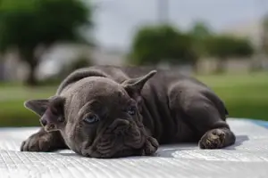반려동물 강아지 사진