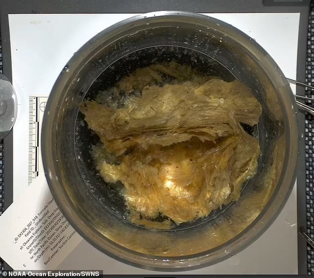 심해에서 발견된 괴물체 '황금 알'...미스터리 심해 생물 것? VIDEO: Scientists puzzled by gold orb found on the Alaskan seabed