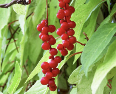 오미자 효능 부작용 먹는법 오미자차 만드는 방법 오미자청 총정리