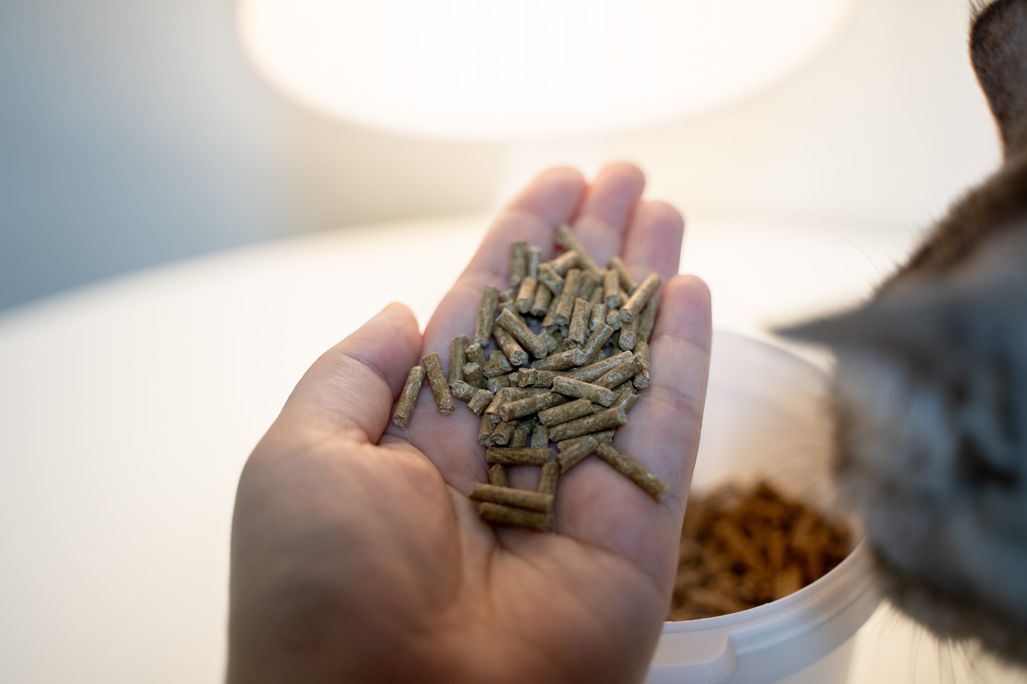 반려동물 식이섬유 파이보 강아지 설사할 때 먹이는 보조제 FIBOR