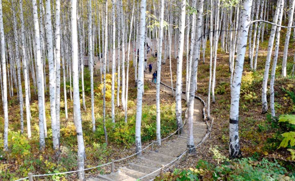 원대리 자작나무숲