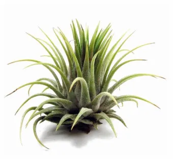 틸란드시아 키우기, 물주기, 분갈이, 꽃, 종류_30