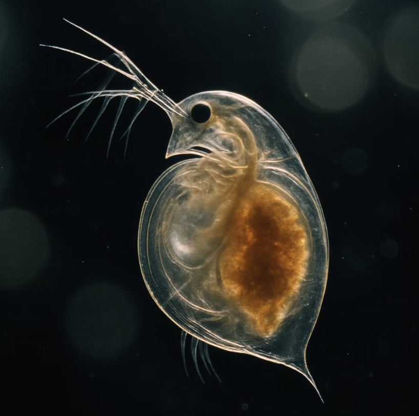 성장을 돕는 살아있는 영양 캡슐