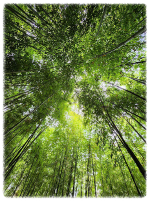 죽곡댓잎소리길