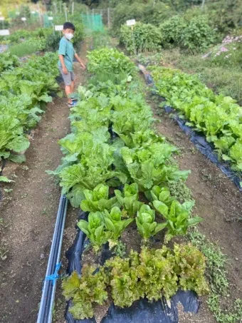 가을 텃밭 작물 추천 상추 열무 시금치 쌈채소 재배법_10