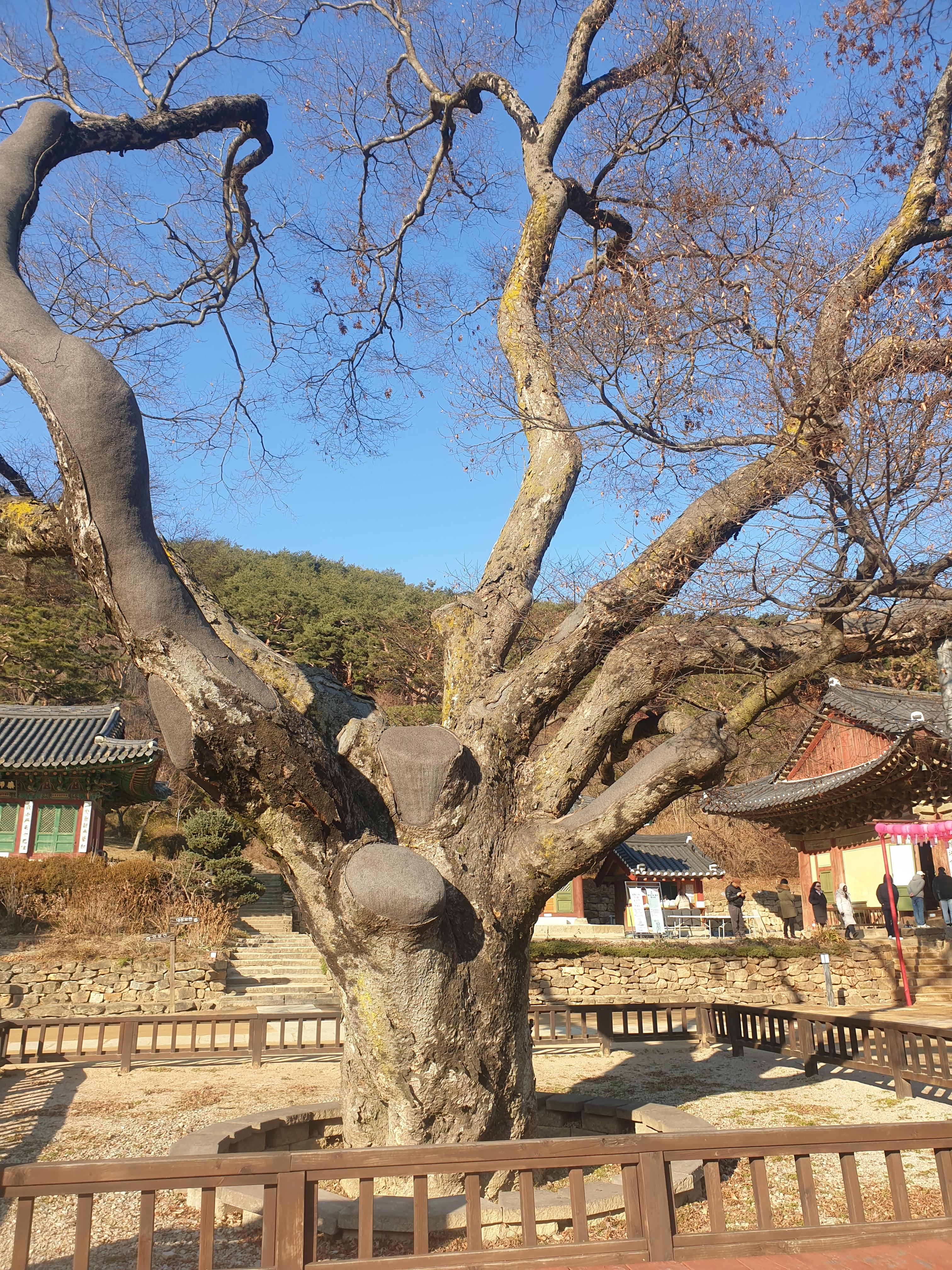 강화도 전등사 경내 700년 수령의 느티나무