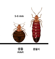 빈대의 모습