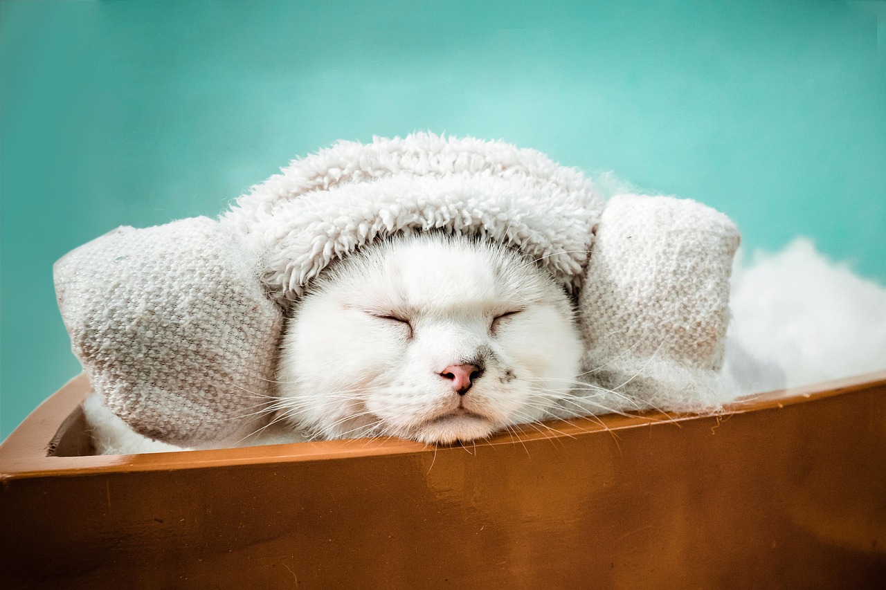 온천 고양이 사진